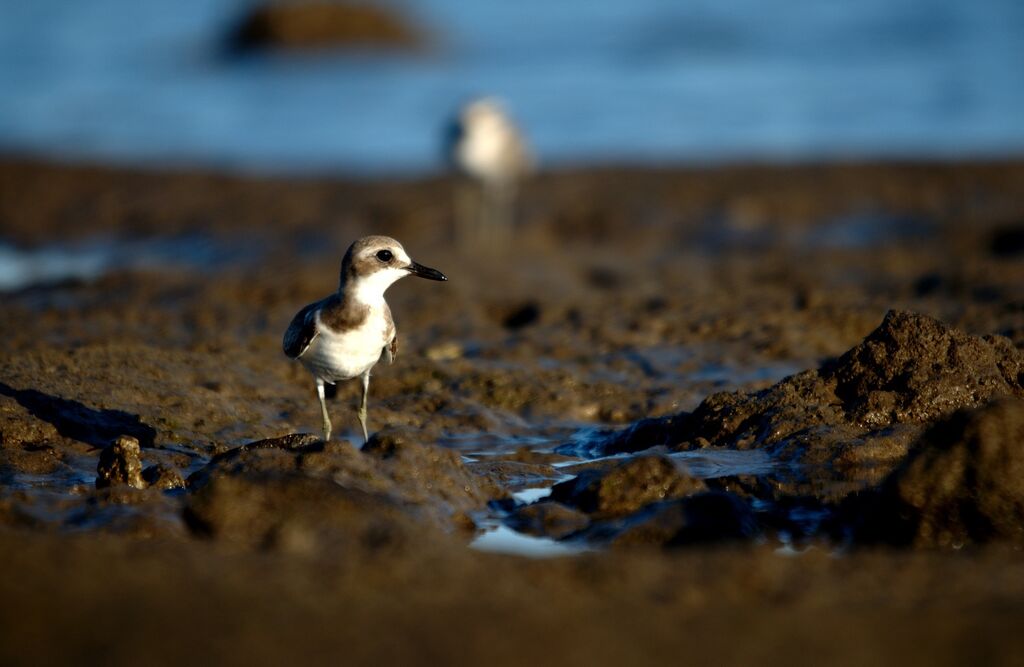 Greater Sand Plover