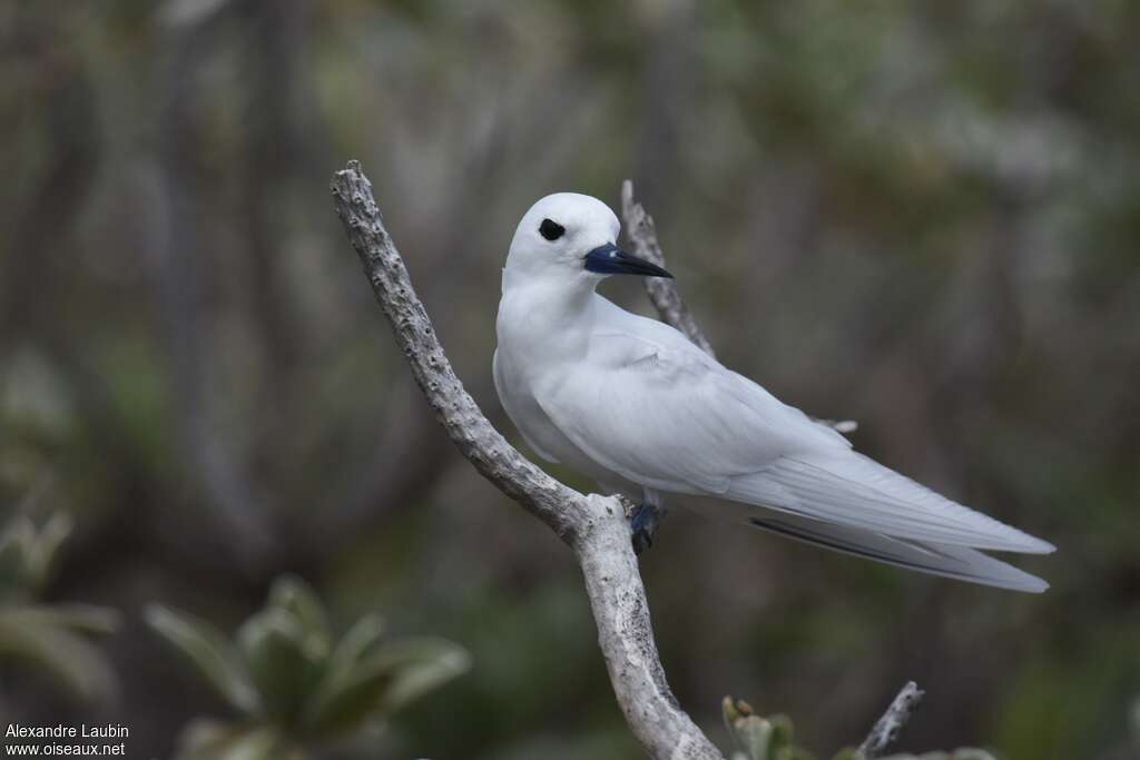 Gygis blancheadulte nuptial, identification