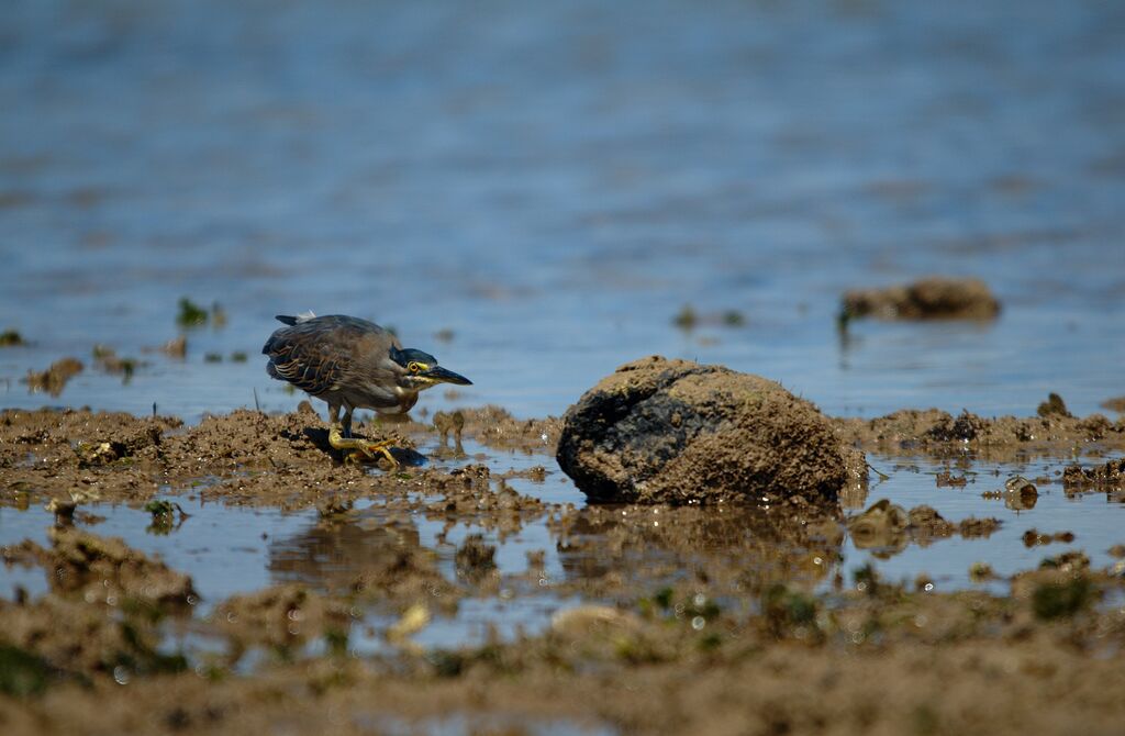 Little Heron
