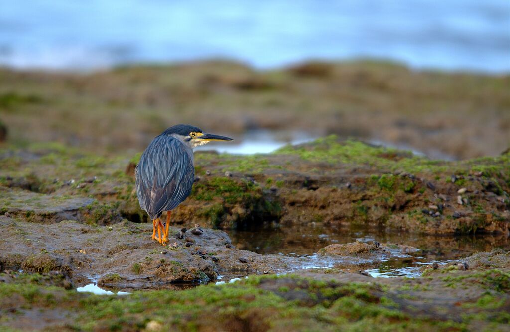 Little Heron