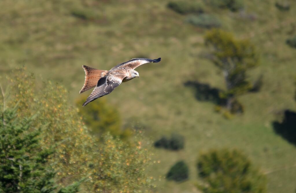 Red Kite