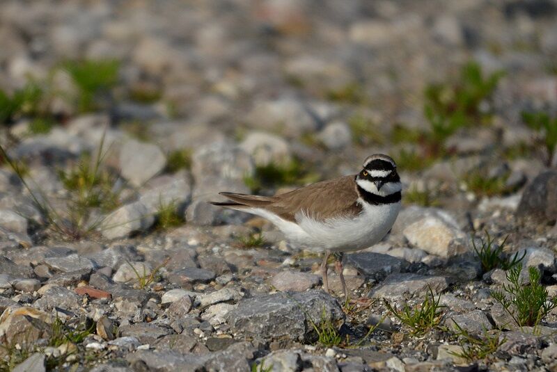 Little Ringed Plover