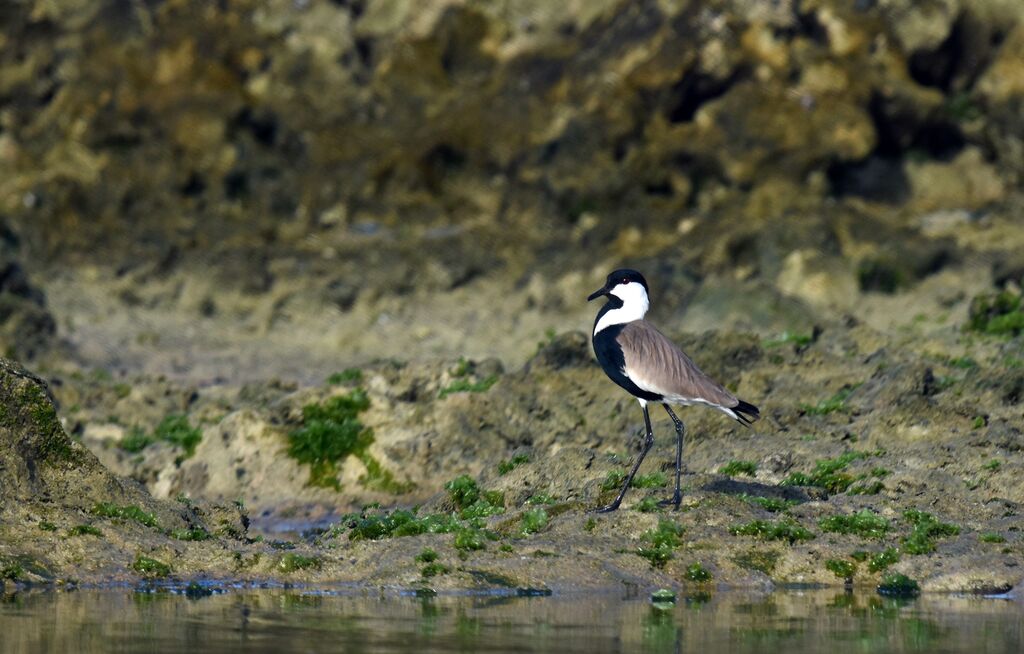Spur-winged Lapwing
