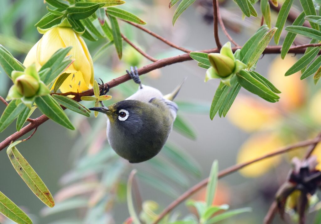 Zostérops de la Réunion