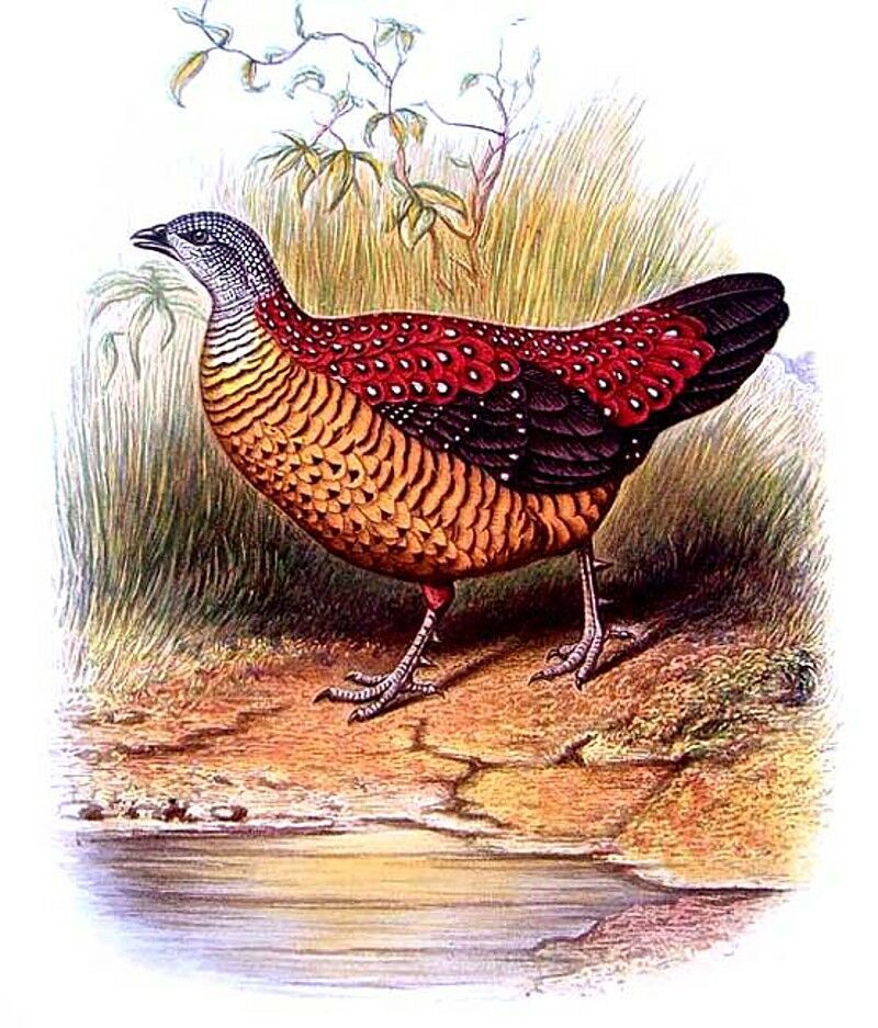 Galloperdrix lunulée