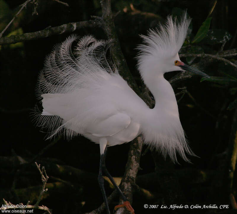Aigrette neigeuseadulte nuptial, identification, composition