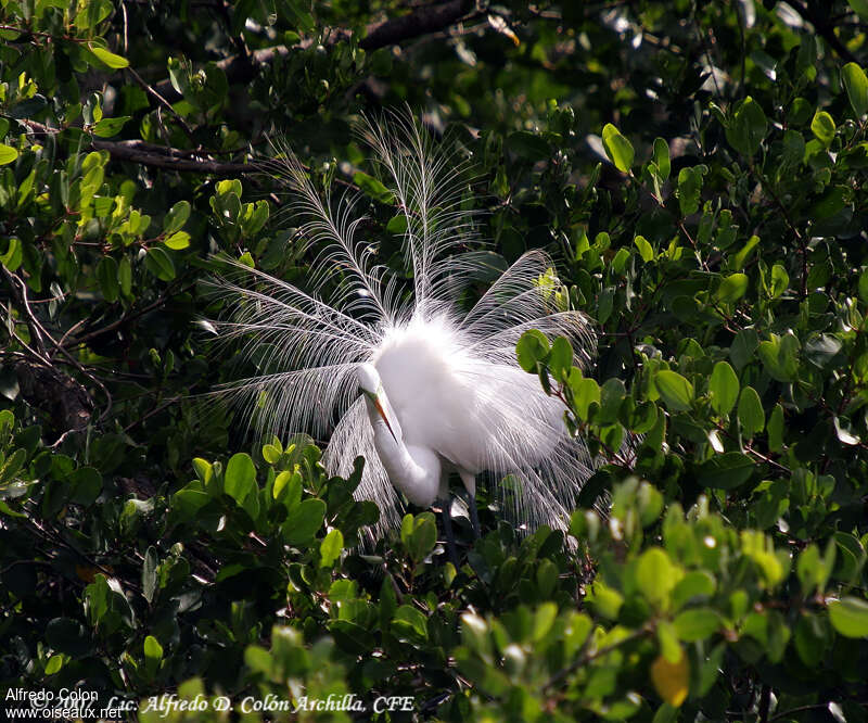 Aigrette neigeuseadulte nuptial, identification, composition