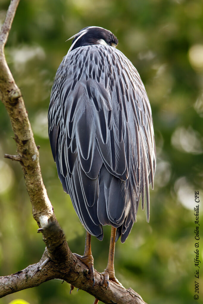Yellow-crowned Night Heron