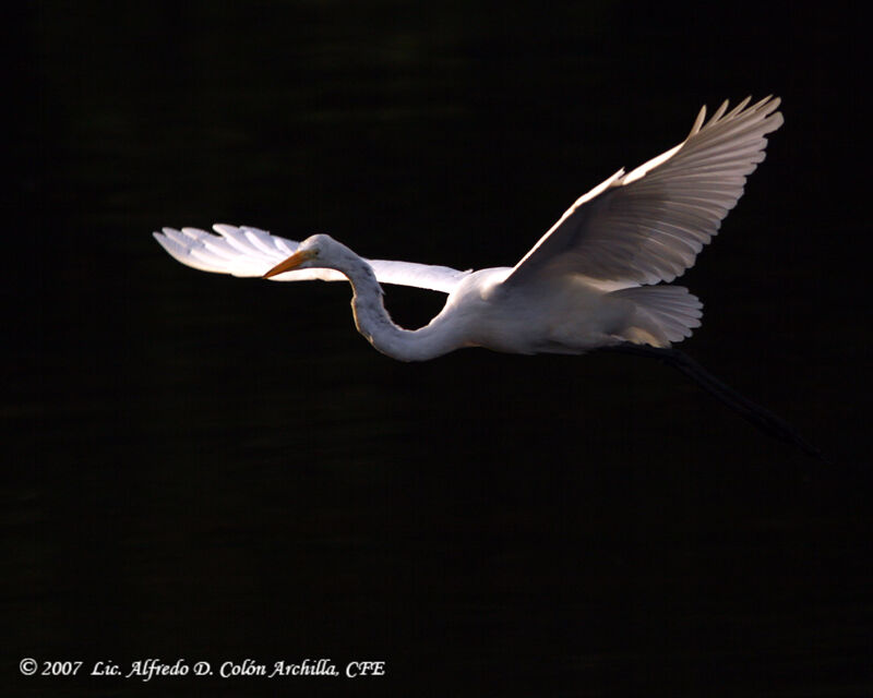 Great Egret