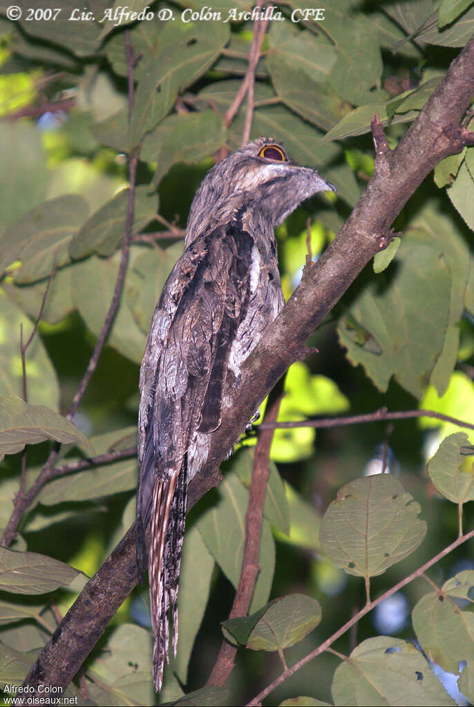 Ibijau jamaïcain, identification