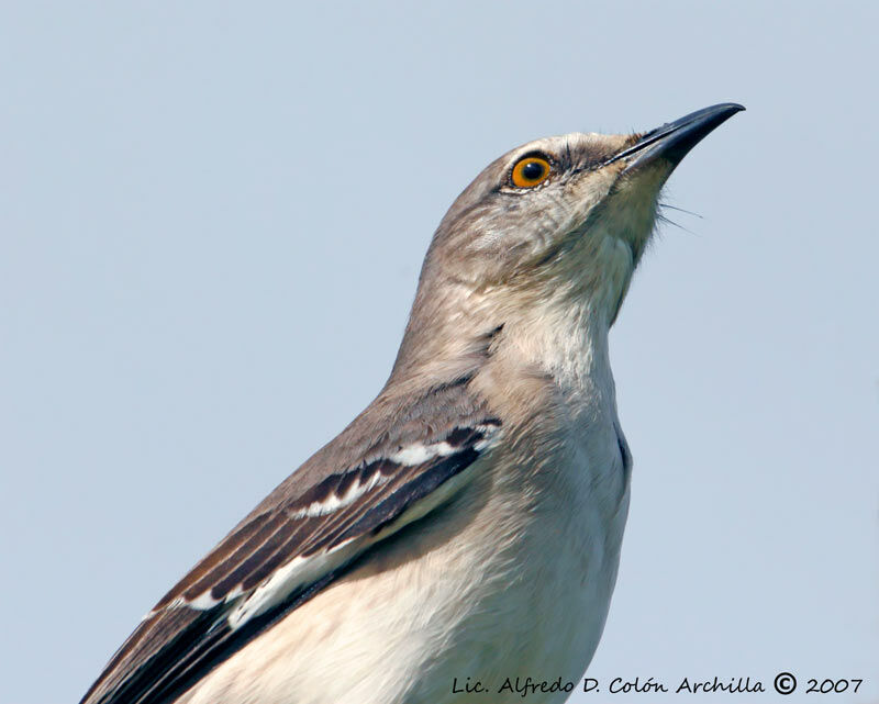 Northern Mockingbird