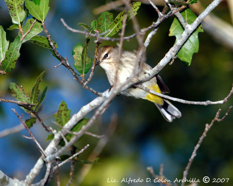 Palm Warbler