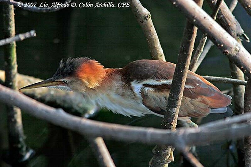 Least Bittern