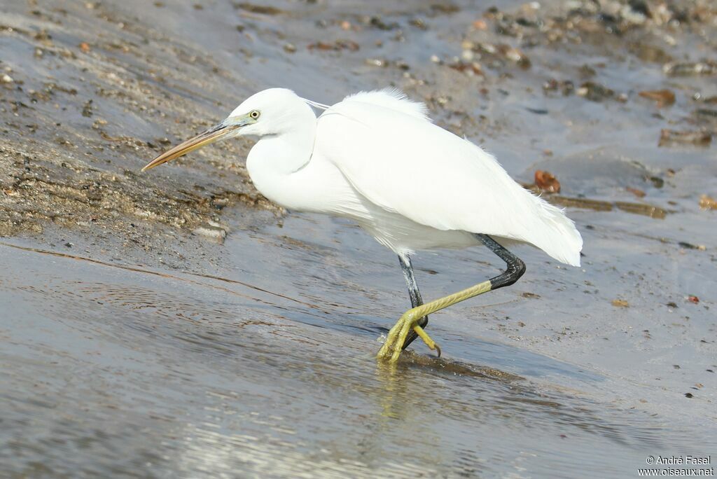 Western Reef Heron