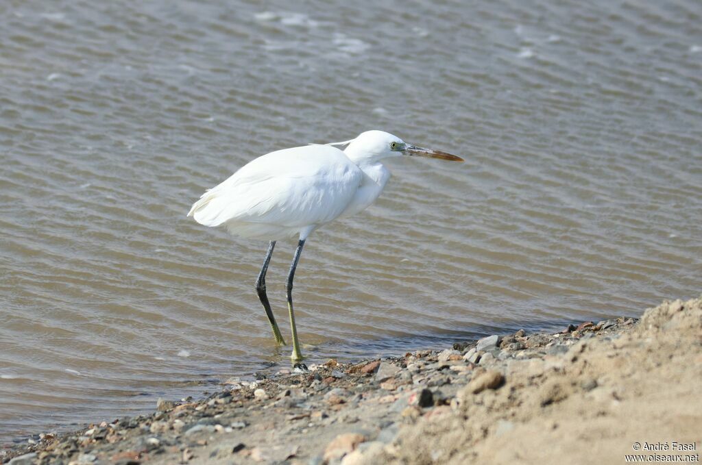 Western Reef Heron