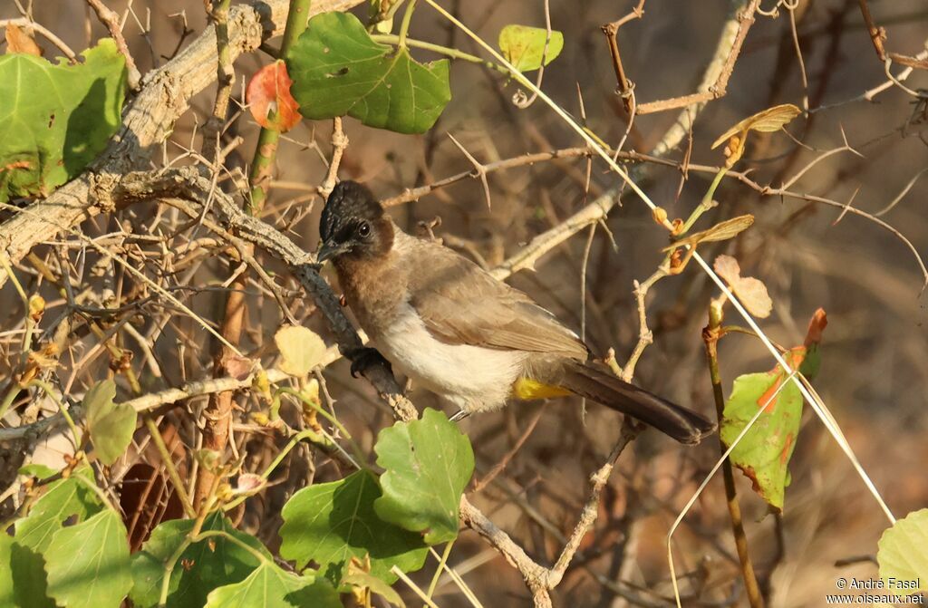 Dark-capped Bulbul