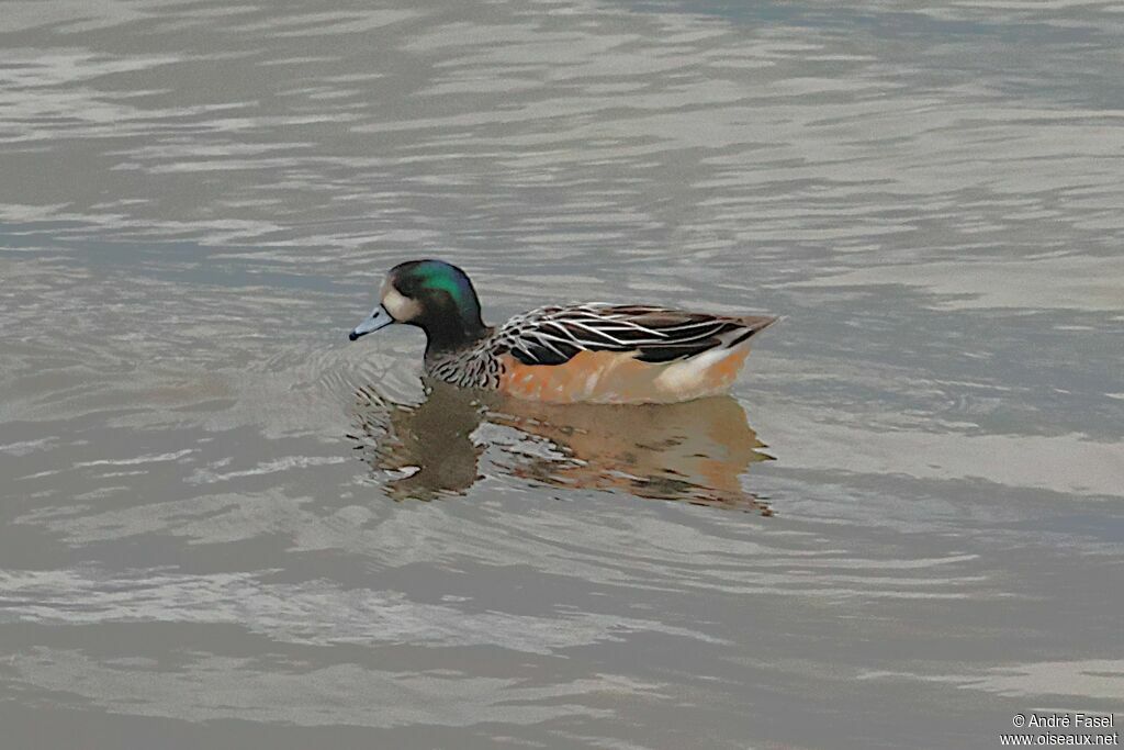 Canard de Chiloé