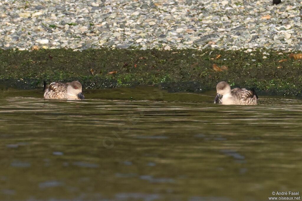 Canard huppé