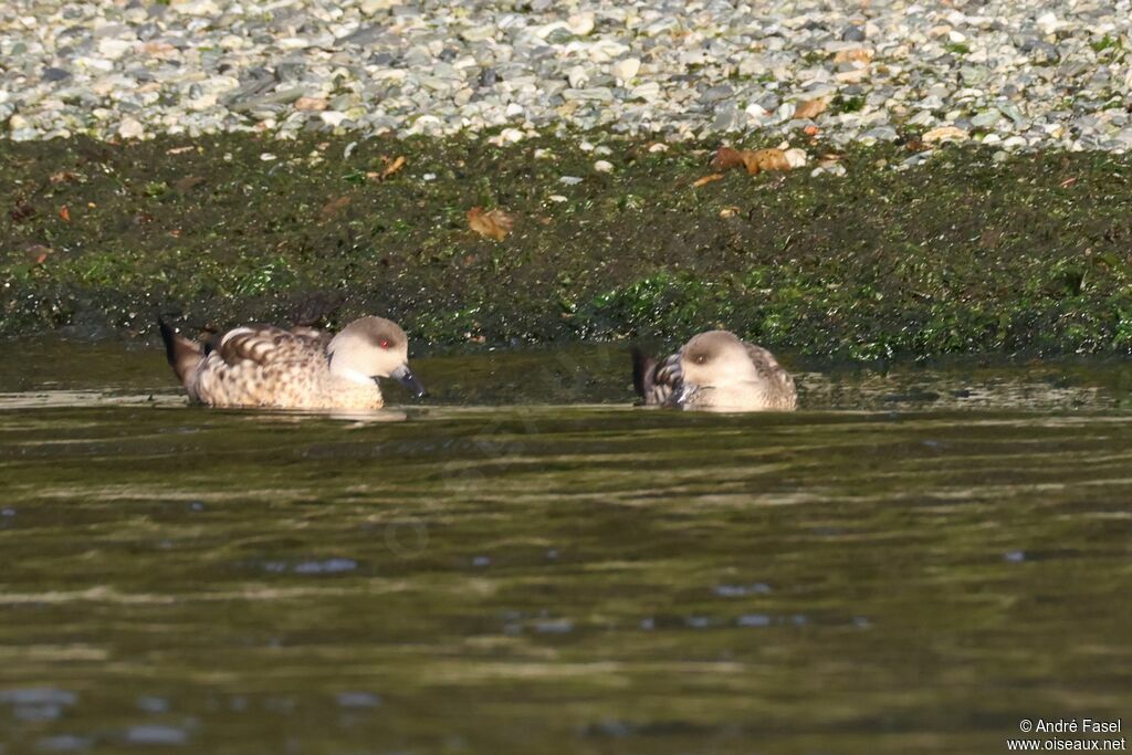 Crested Duck