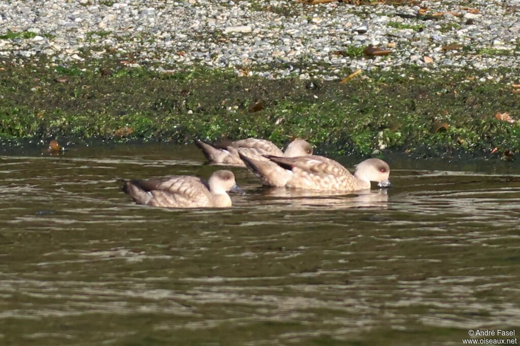 Canard huppé