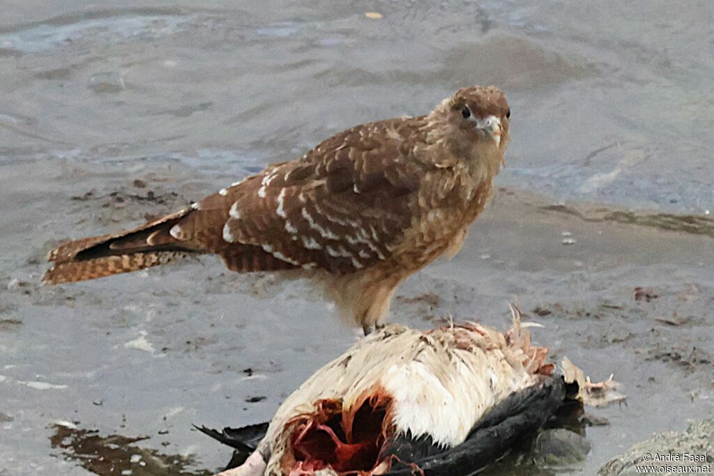 Caracara chimango