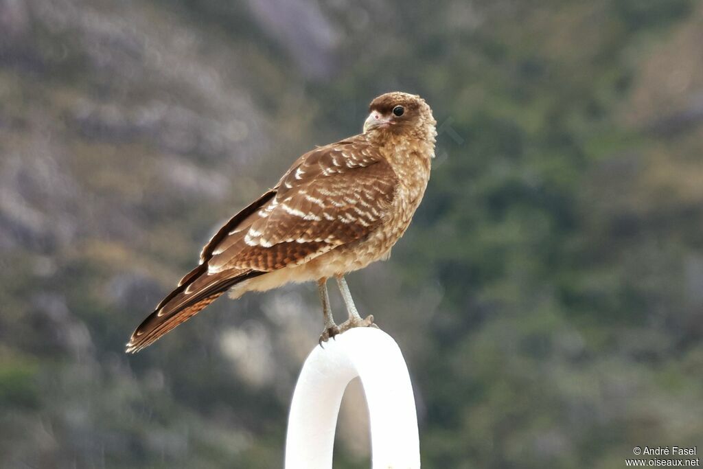 Caracara chimango