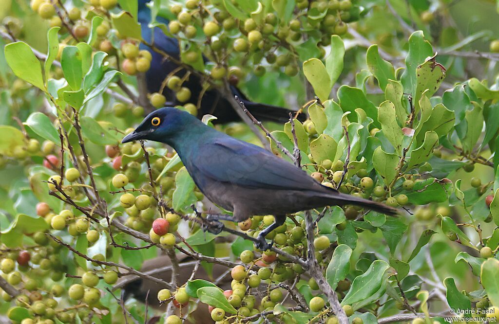Choucador à ventre noir