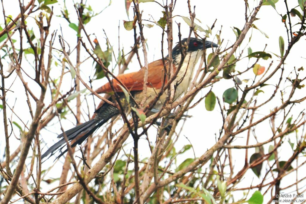 Burchell's Coucal
