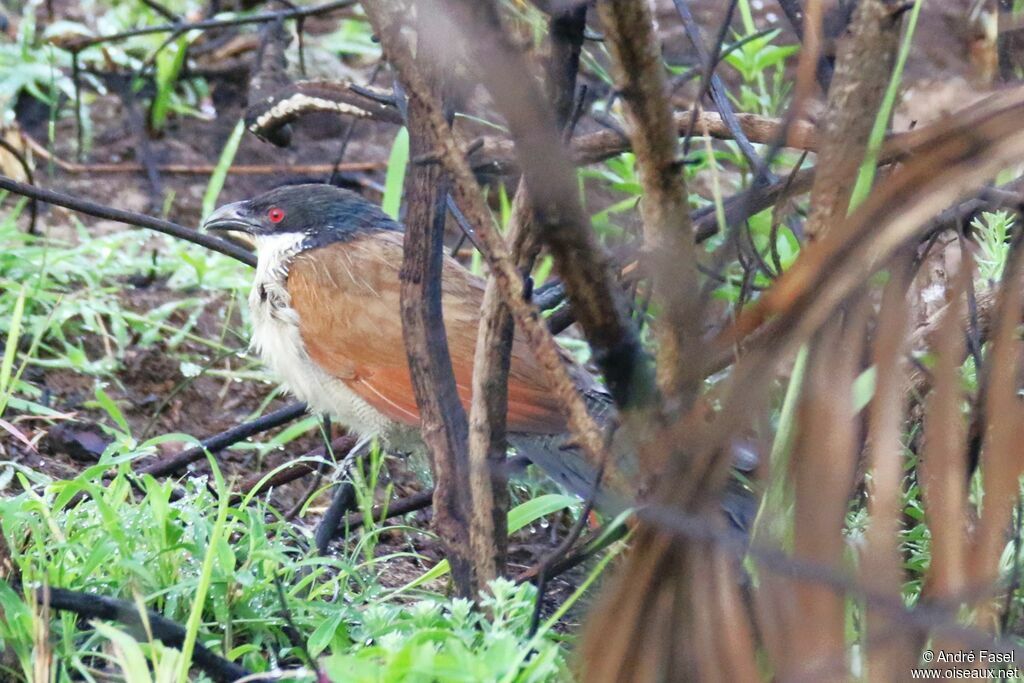 Burchell's Coucal