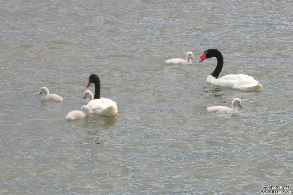 Cygne à cou noir