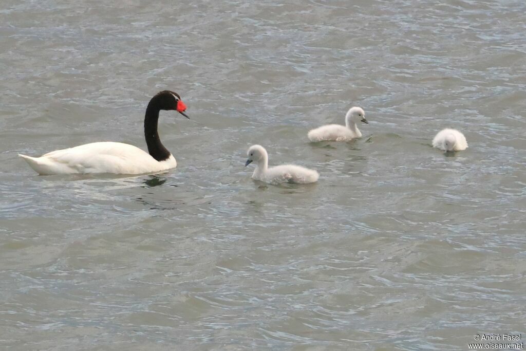 Cygne à cou noir
