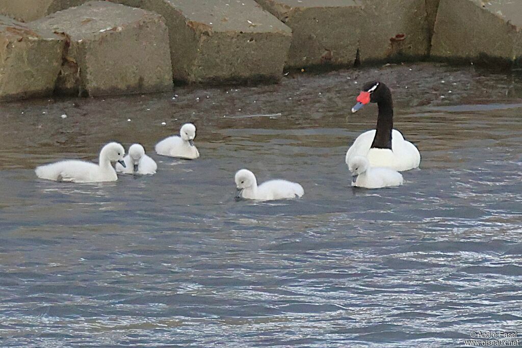 Cygne à cou noir