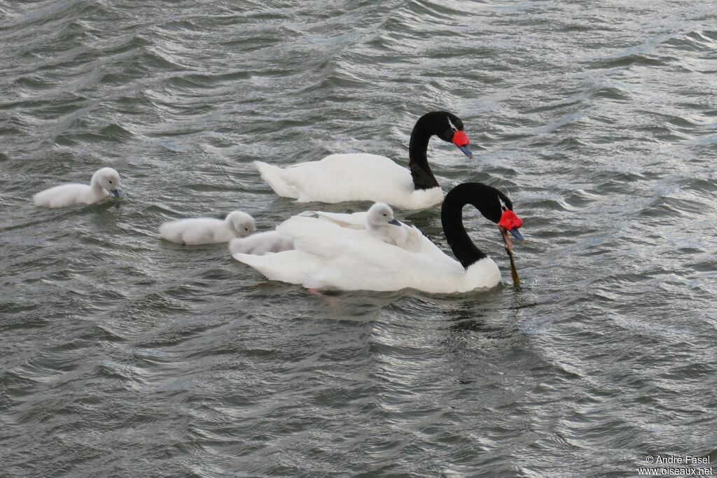 Cygne à cou noir
