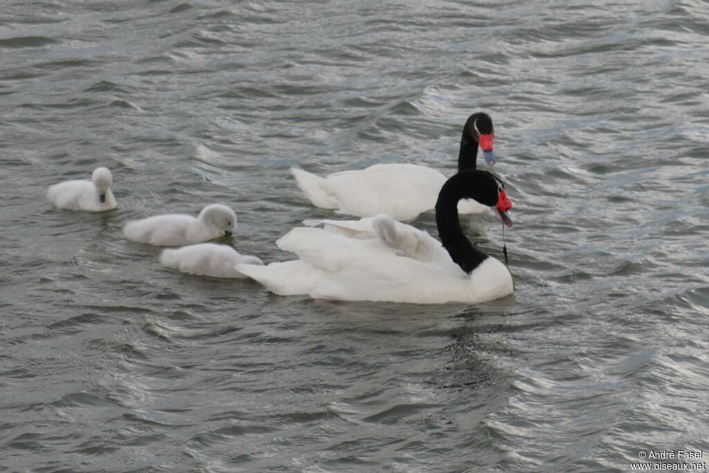 Cygne à cou noir