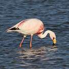 Flamant de James