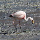 Flamant de James