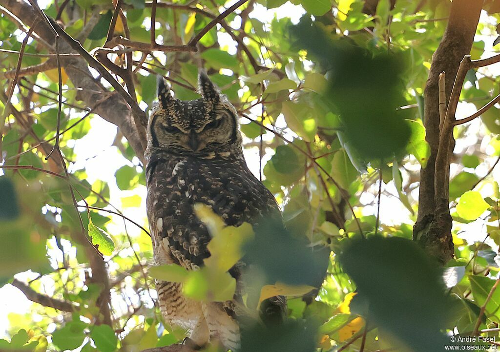 Spotted Eagle-Owl