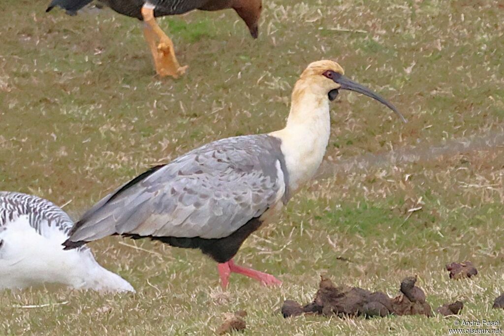Ibis à face noire