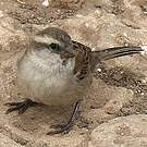 Moineau à dos roux