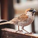 Moineau à dos roux