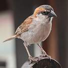 Moineau à dos roux