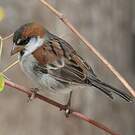 Moineau à dos roux