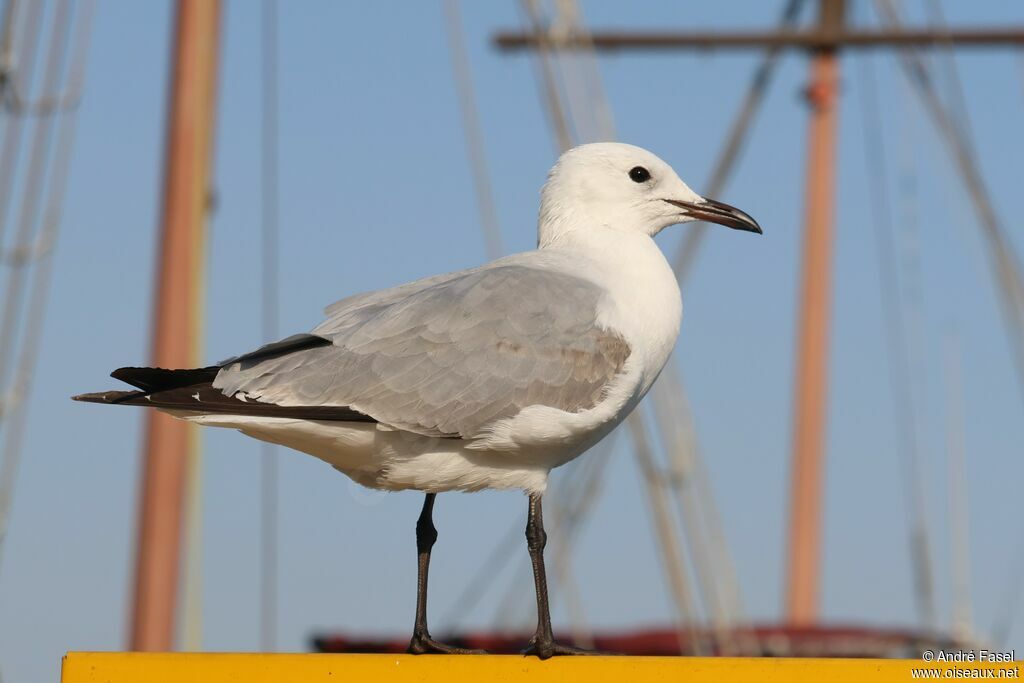 Hartlaub's Gull