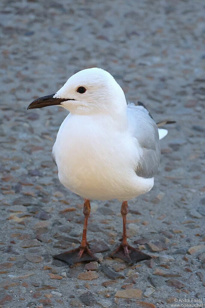 Hartlaub's Gull