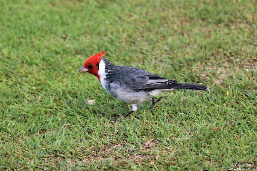 Red-crested Cardinal