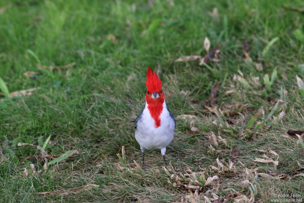 Red-crested Cardinal