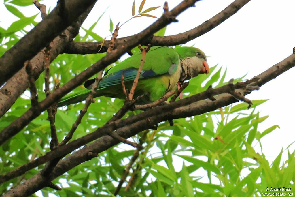 Monk Parakeet