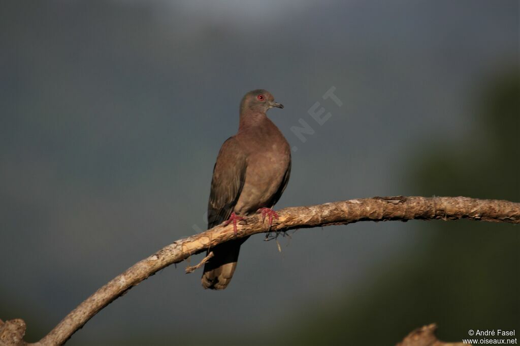 Pigeon rousset
