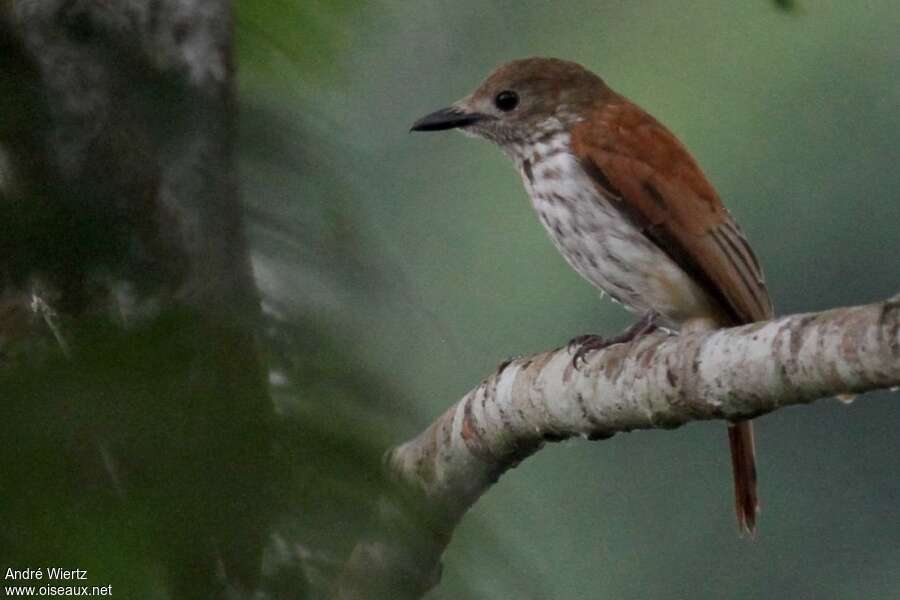 Bias écorcheur femelle, identification