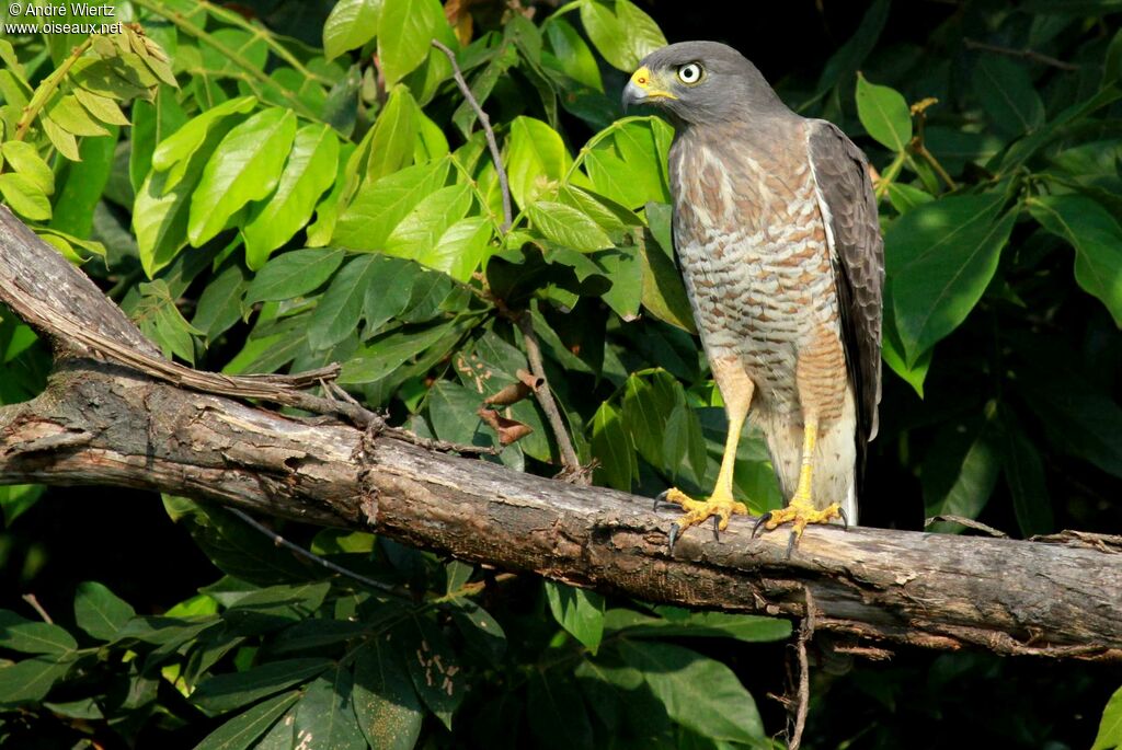 Roadside Hawk